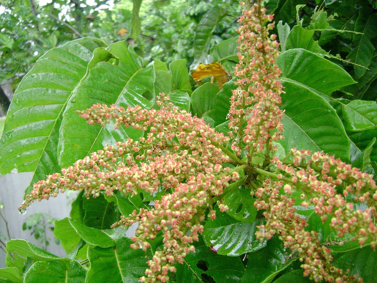Bunga Tumbuhan Matoa, tumbuhan berbuah bulat lonjong manis kemerahan asal Papua dengan batang pohonnya yang tinggi