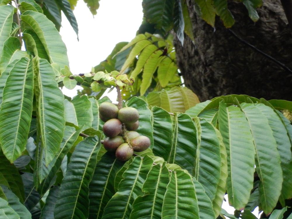 Pohon Matoa, tumbuhan berbuah bulat lonjong manis kemerahan asal Papua dengan batang pohonnya yang tinggi