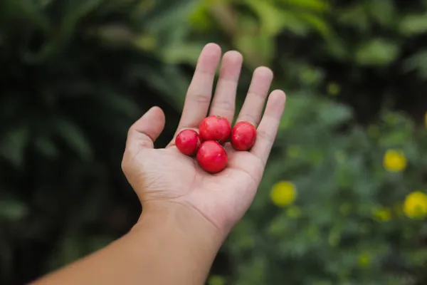 Buah Lobi-Lobi, buah unik asal Indonesia yang kaya manfaat