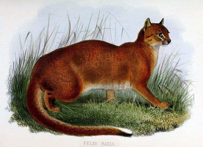 Kucing merah | Zoological Society of London/Wikimedia Commons