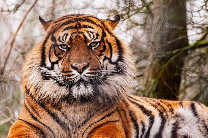 Gambar Harimau Sumatera, hewan langka di Indonesia yang dilindungi