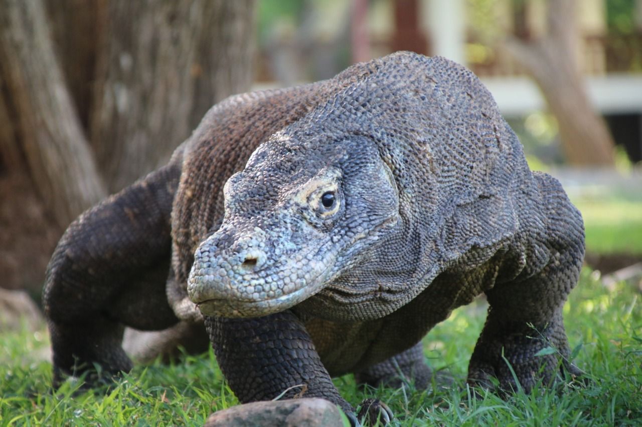 Gambar Komodo, hewan langka di Indonesia yang dilindungi