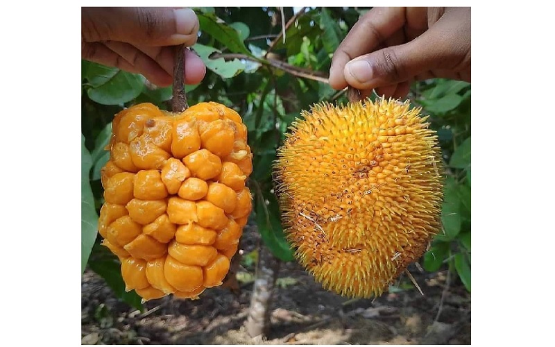 Buah Keledang, buah nangka mini asal Kalimantan