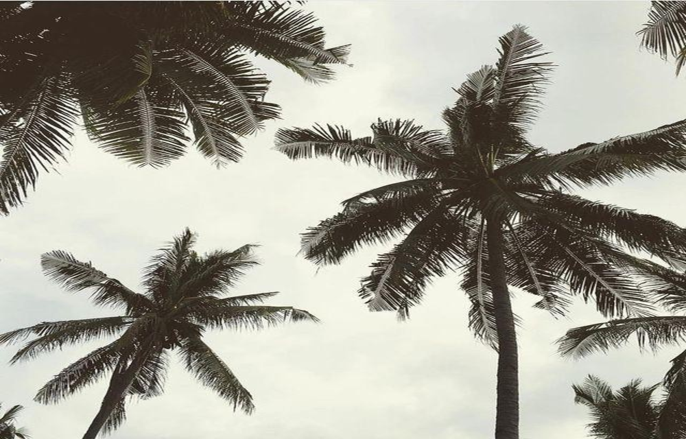 foto pohon kelapa
