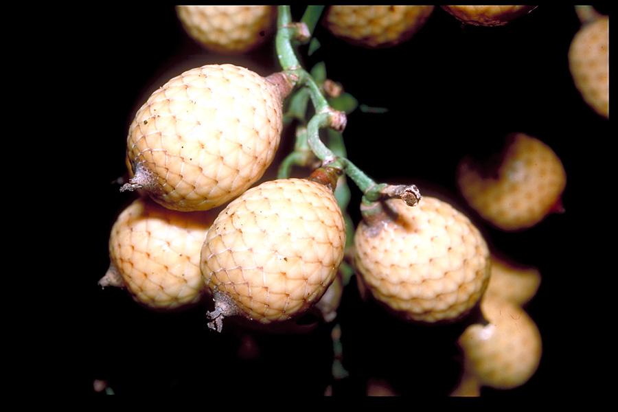 Buah Manau, buah dari pohon rotan atau manau yang bercita rasa masam asal Kepulauan Belitung, Sumatra, dan Kalimantan