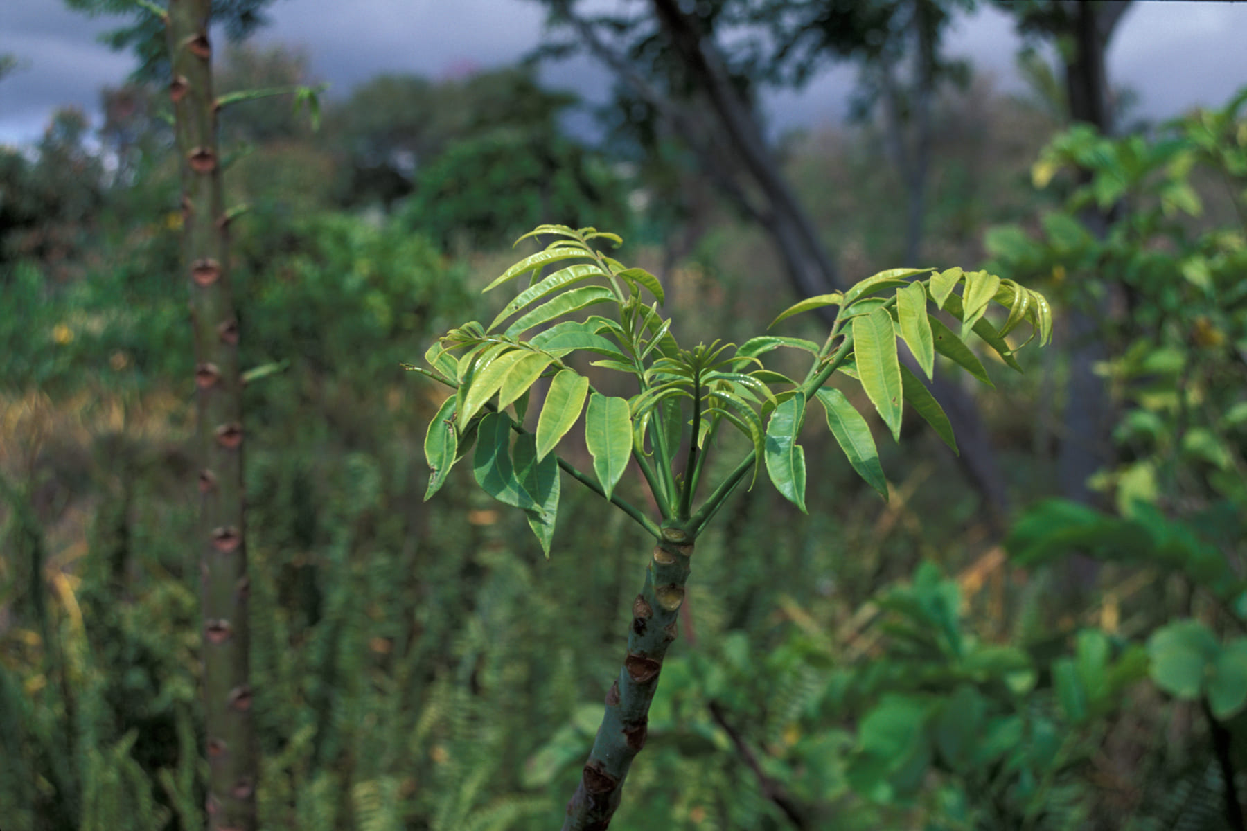 Morfologi tanaman Kedondong (Spondias dulcis) akar, batang, buah, daun, bunga dan fakta unik serta manfaatnya bagi kesehatan tubuh