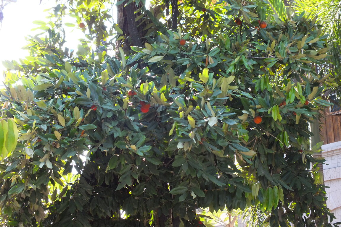 Habitat dan persebaran pohon buah Bisbul