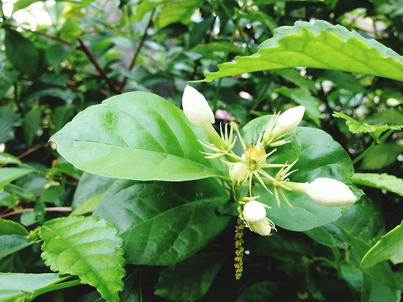 ciri tanaman bunga melati putih