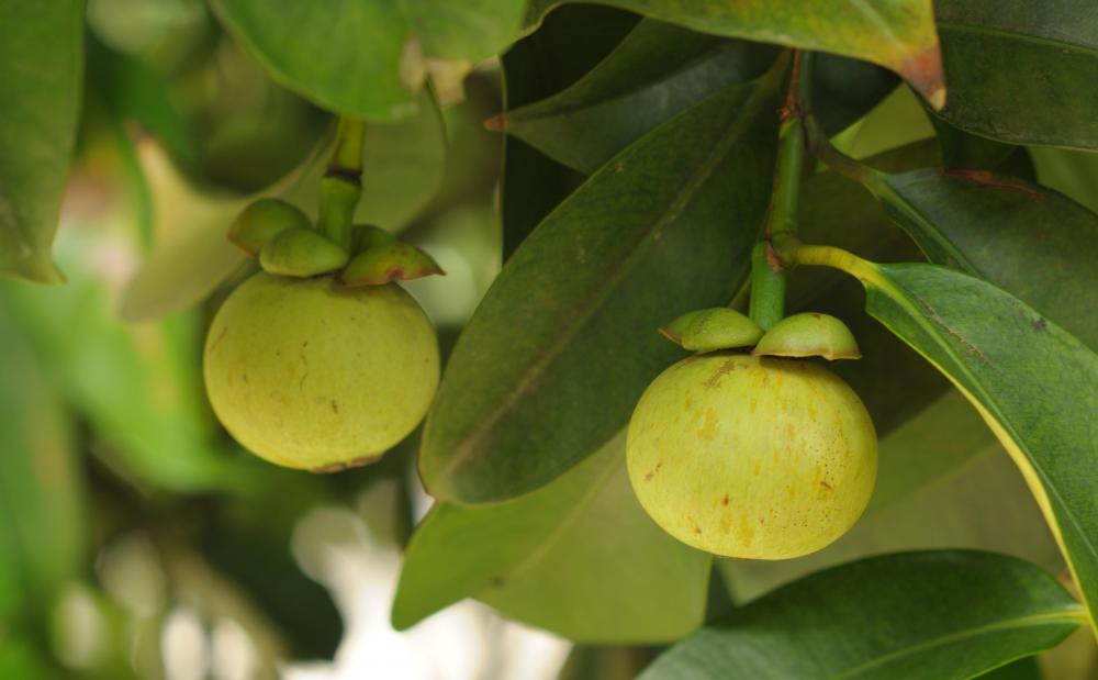 Manggis Putih, buah unik asal Indonesia yang kini sulit ditemui menjadi kesukaan raja Bali