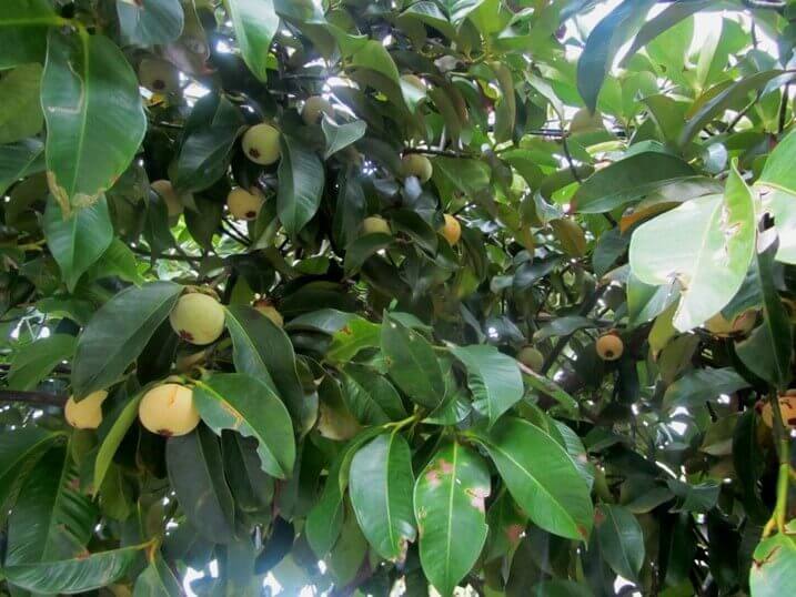 Manggis Putih, buah unik asal Indonesia yang kini sulit ditemui memiliki harga yang mahal