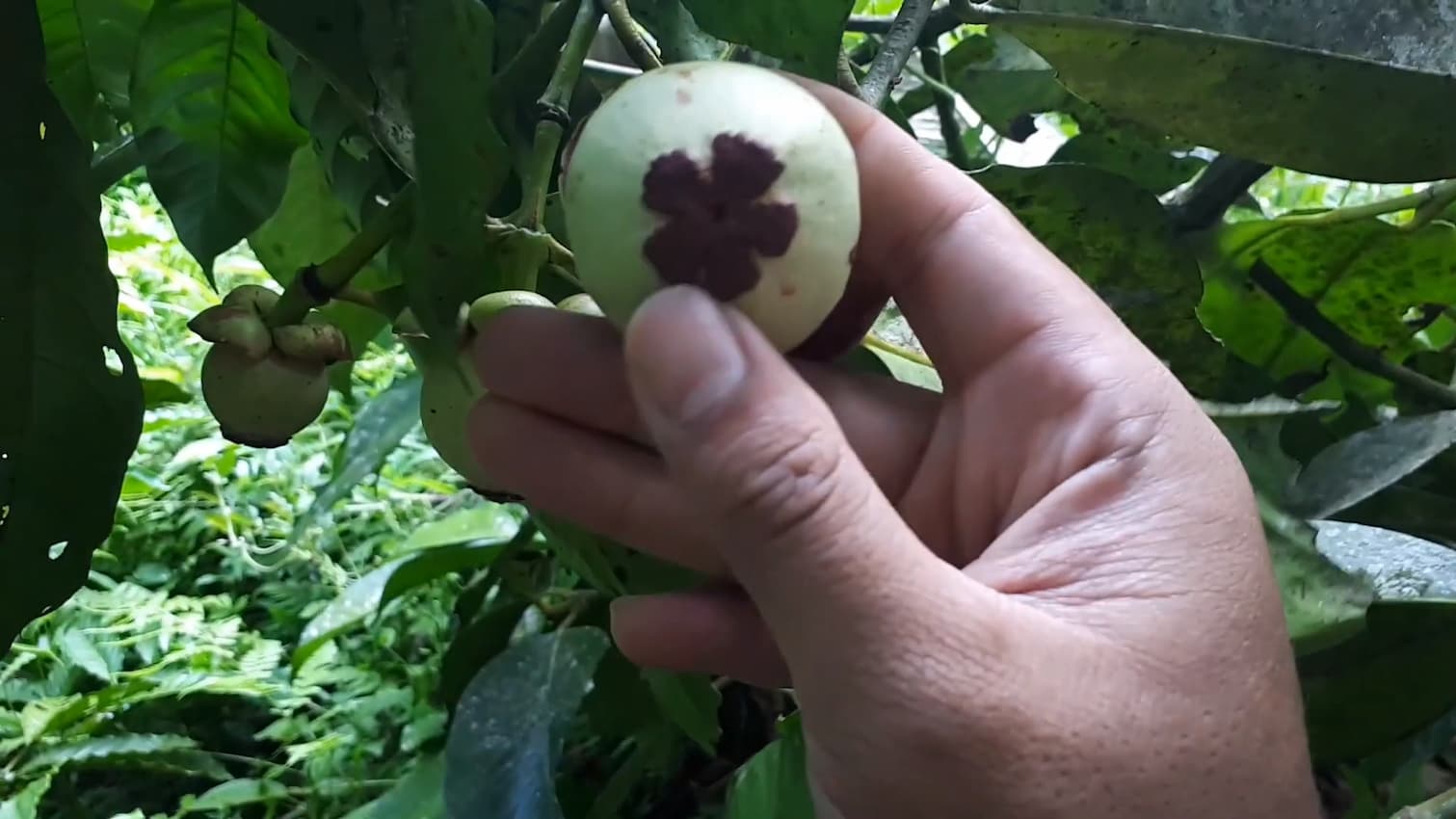 Manggis Putih, buah unik asal Indonesia yang kini sulit ditemui memiliki tinggi glukosa