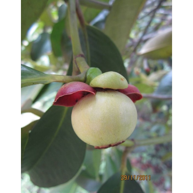 Manggis Putih, buah unik asal Indonesia yang kini sulit ditemui berkulit buah berwarna putih