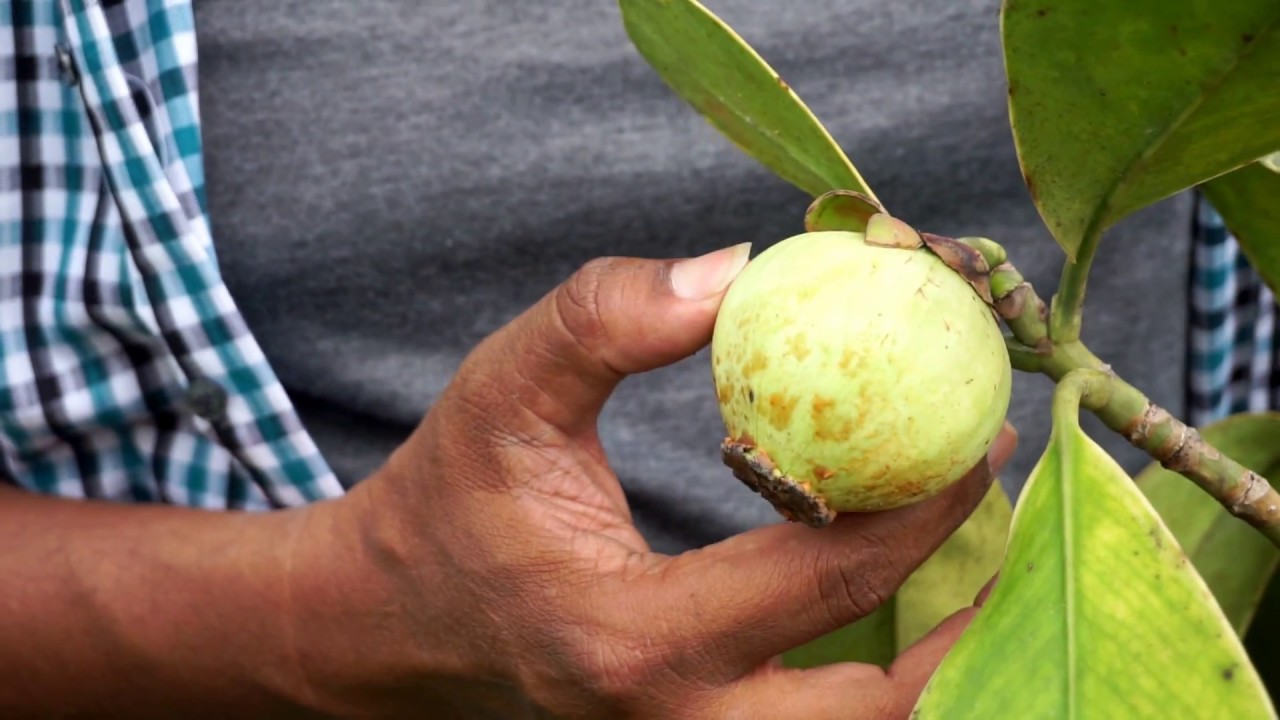 Manggis Putih, buah unik asal Indonesia yang kini sulit ditemui memiliki daging buah yang renyah