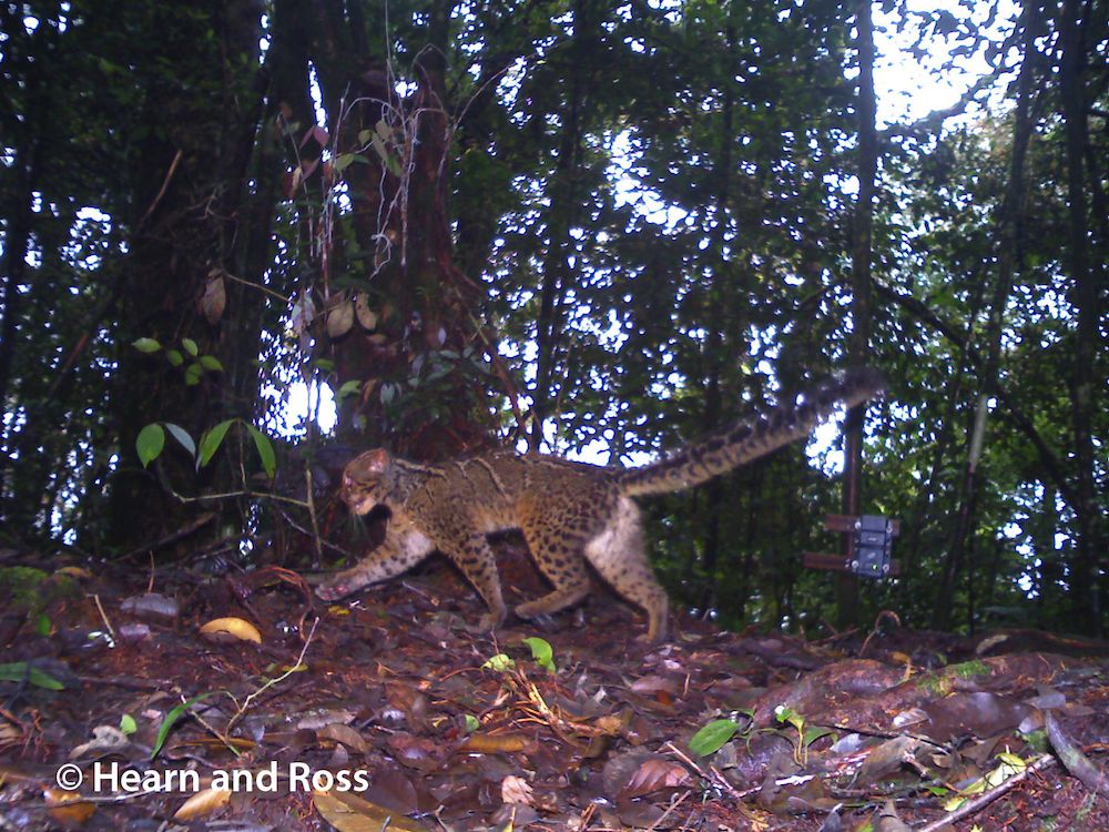 Kucing Batu, kucing hutan asli Indonesia yang mendiami hutan Kalimantan dan Sumatra Good News From Indonesia