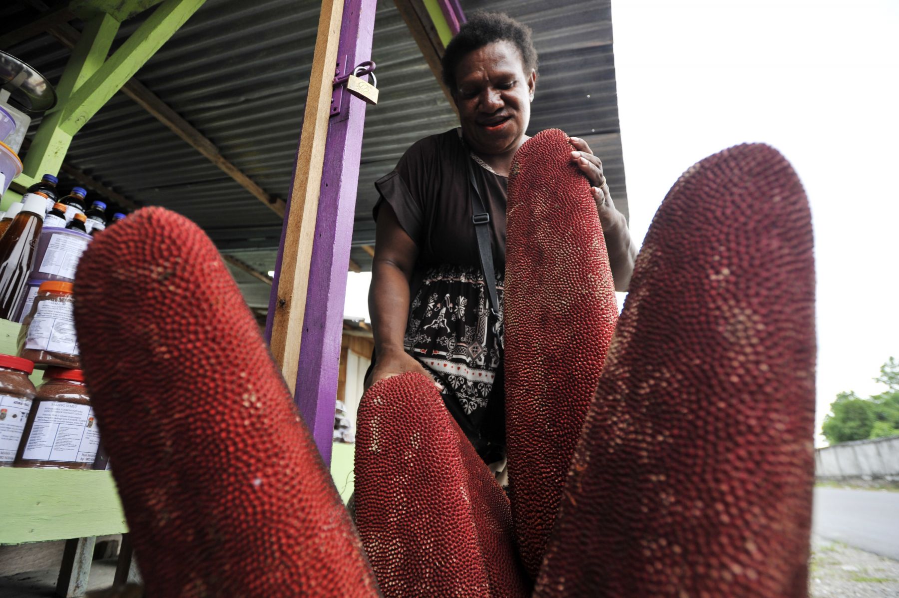 Buah Merah Papua, Tanaman endemik yang menjadi komoditi pangan dan budidaya di Provinsi Papua