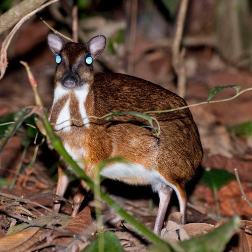 Pelanduk Kancil atau Tragulus kanchil, spesies pelanduk terkecil di dunia yang tersebar di Sumatra dan Kalimantan memiliki sifat nokturnal
