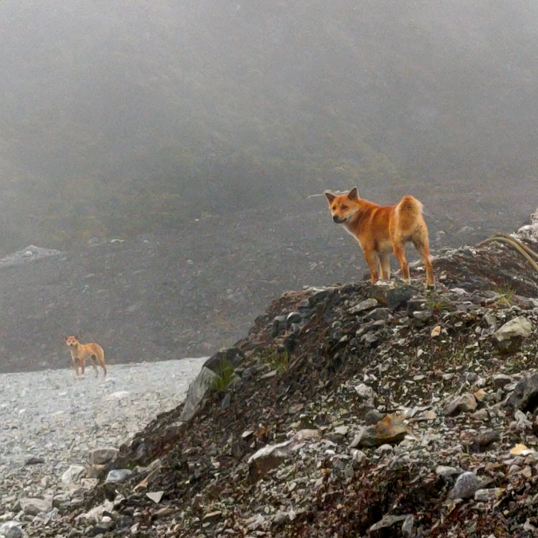Anjing Bernyanyi Papua atau Canis familiaris hallstromi yang pernah dinyatakan punah tersebar di dataran tinggi Papua