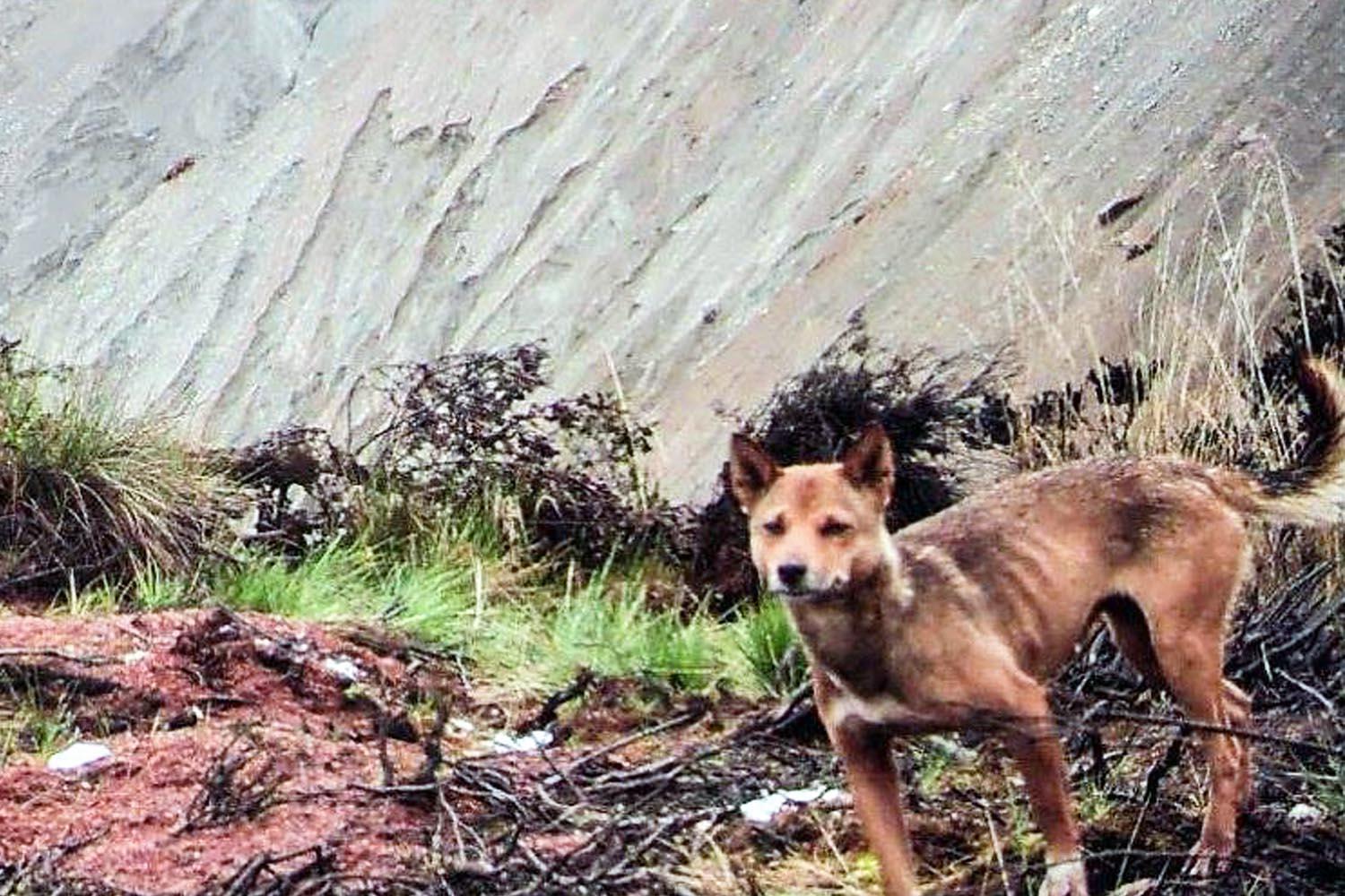 Anjing Bernyanyi Papua atau Canis familiaris hallstromi yang pernah dinyatakan punah ditemukan kembali oleh ekspedisi dari Universitas Cendrawasih pada 2016