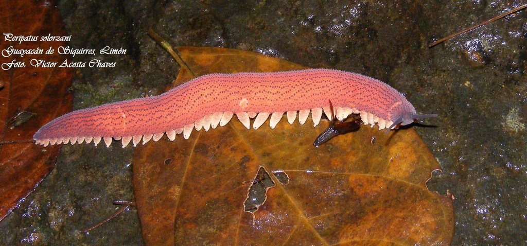 Cacing Beludru atau Onychopora, cacing predator asal hutan hujan Kalimantan yang sudah ada sejak 500 juta tahun lalu menyukai tempat lembap dan nokturnal