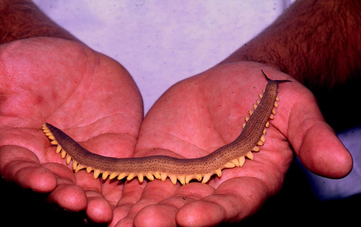 Cacing Beludru atau Onychopora, cacing predator asal hutan hujan Kalimantan yang sudah ada sejak 500 juta tahun lalu memiliki keunikan pada cara bereproduksinya
