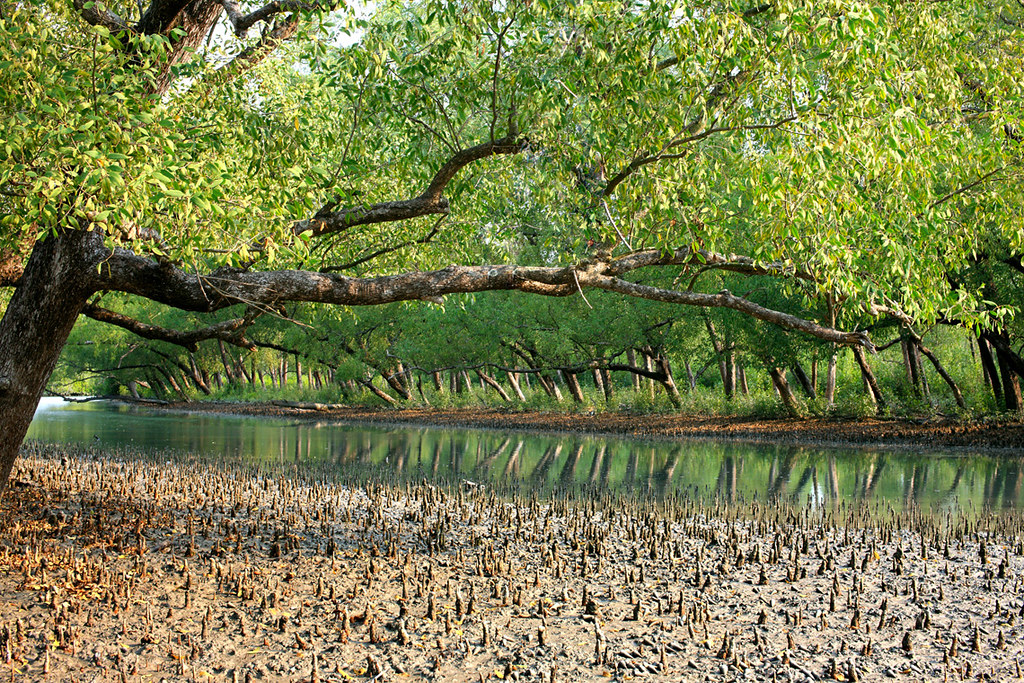 Sundarban mangrove Bangladesh | naturalholidaysindia assam/flickr
