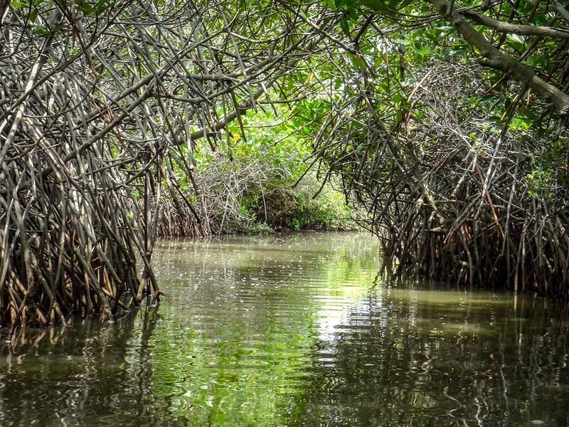 Pichavaram mangrove India | Vijesh Kannan/Flickr