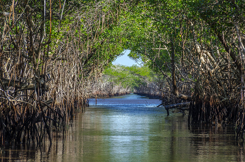 Hutan mangrove Florida | Philippe Reichert/Flickr
