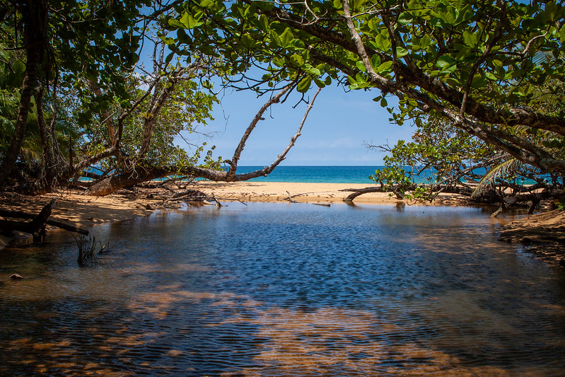 Mangrove di teluk Panama | Chris Kirby-Lambert/Flickr