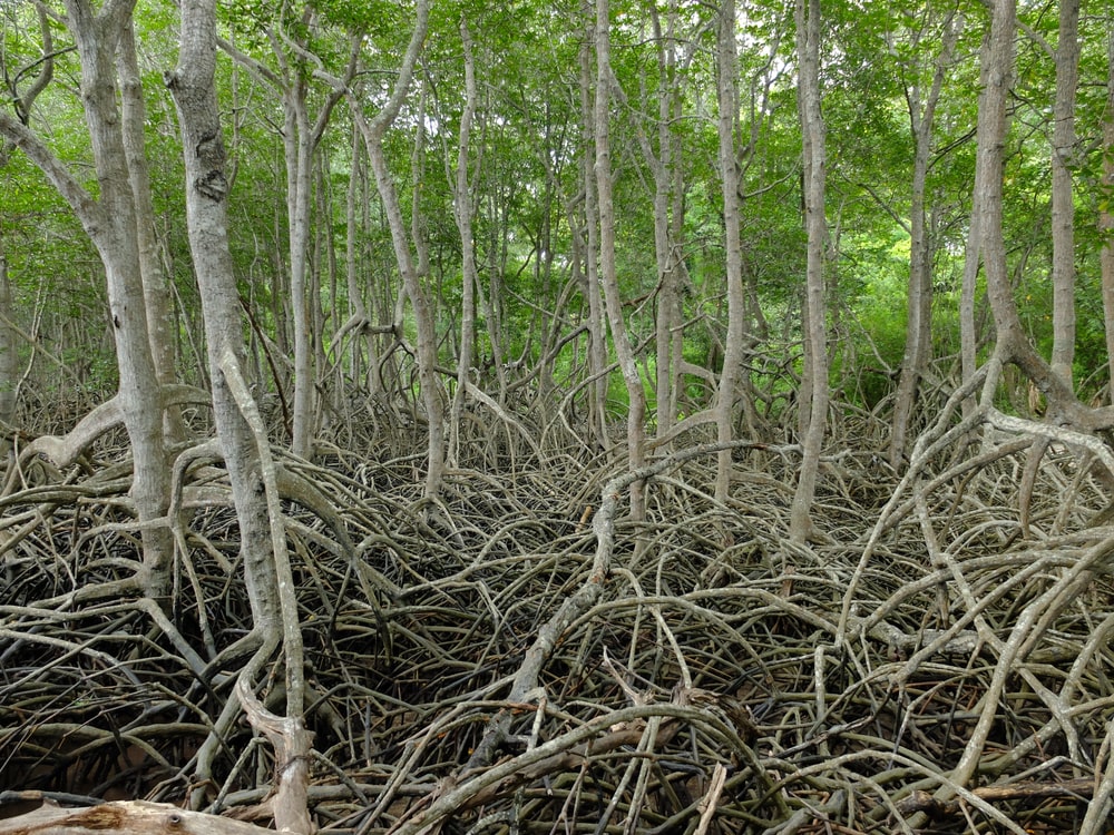 Hutan mangrove Tanjung Puting, Kalimantan | yudisnap/Shutterstock