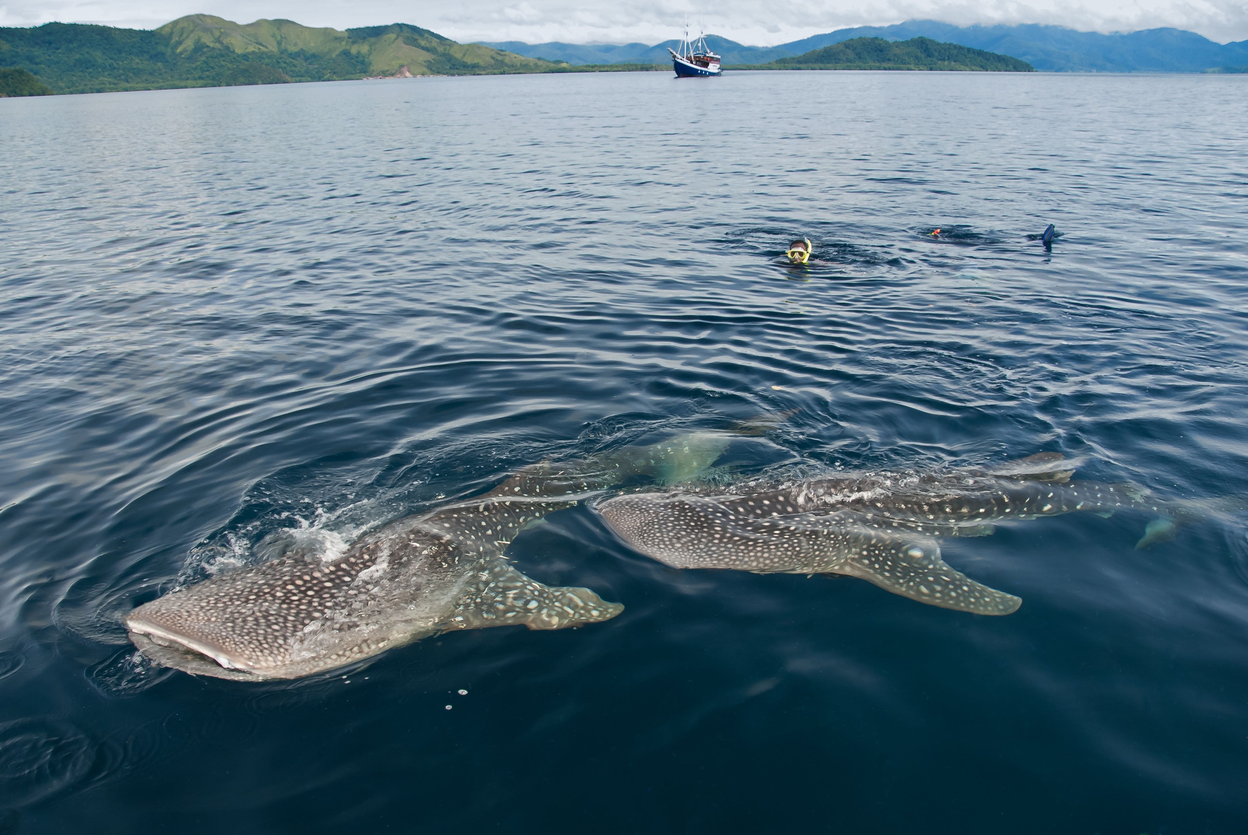 Perairan Kaimana menjadi salah satu habitat ikan hiu paus dan ikan langka lainnya yang dilestarikan dengan adanya tradisi Sasi Nggama