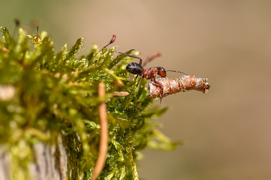 Semut sangat penting bagi ekosistem lingkungan. Foto: Pixabay/fotoblend/Public Domain