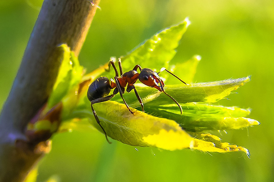 Semut membantu tanaman tumbuh dengan membuahi dengan tetesan nektar yang mereka bawa dari bunga ke bunga. Foto: Pixabay/diego_torres/Public Domain