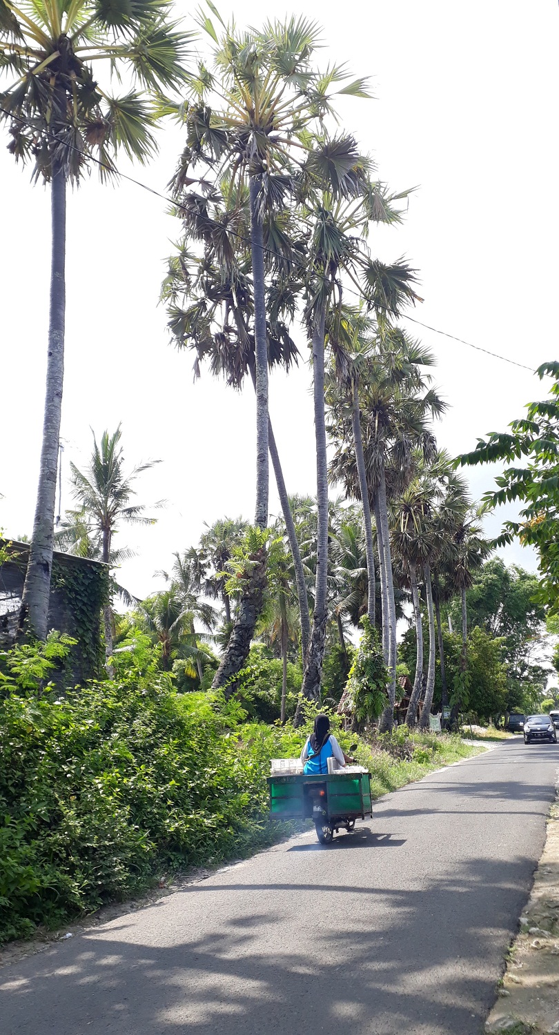 Deretan pohon siwalan di jalan menuju desa Sendangagung