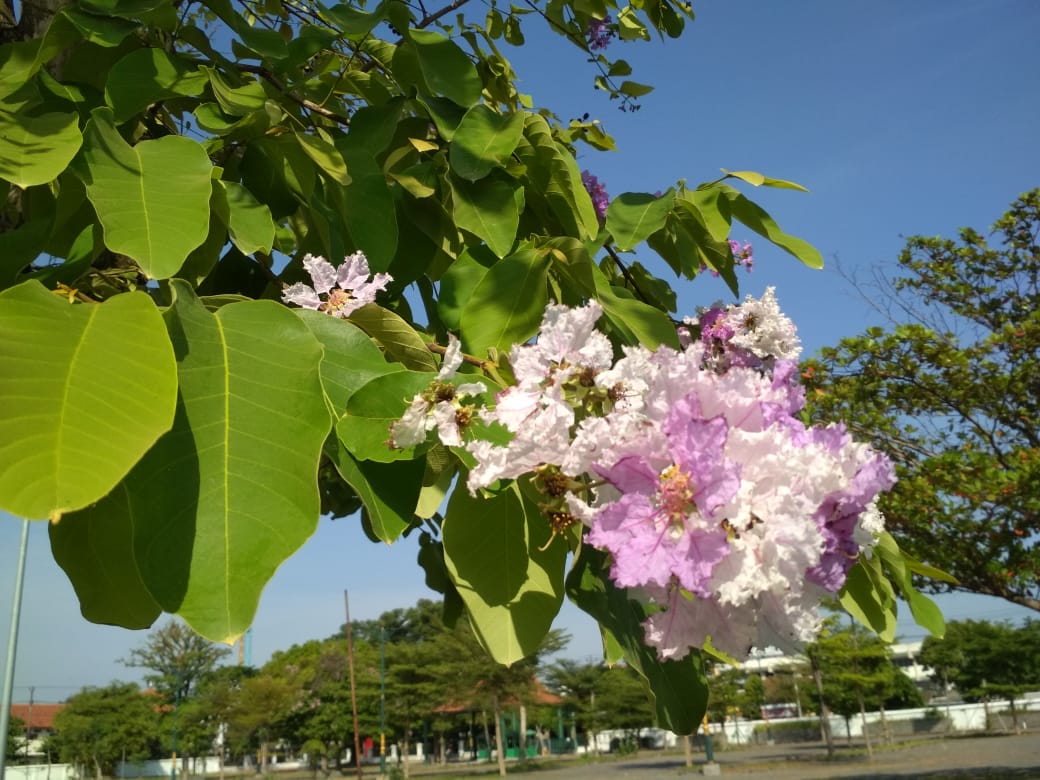 Mekarnya bunga pada salah satu pohon di ruang publik
