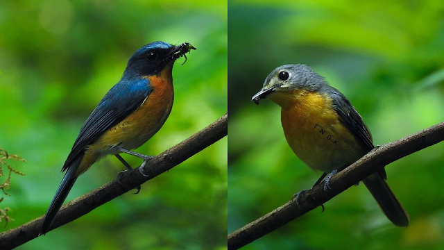 Burung Sikatan Cacing | Dokumentasi oleh Kelik Suparno