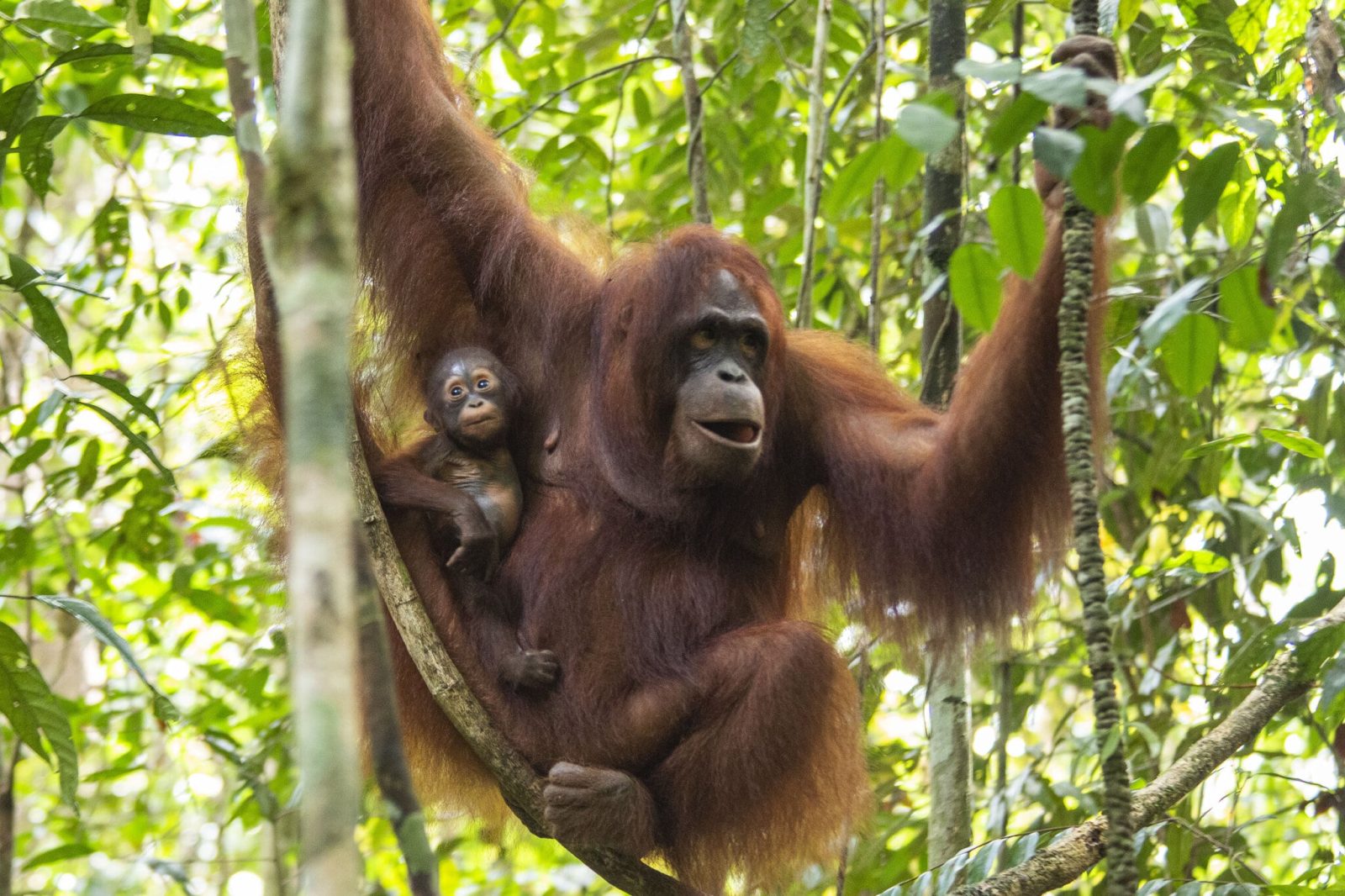Orangutan Pongo Pygmaeusmorio©HeribertusSuciadi