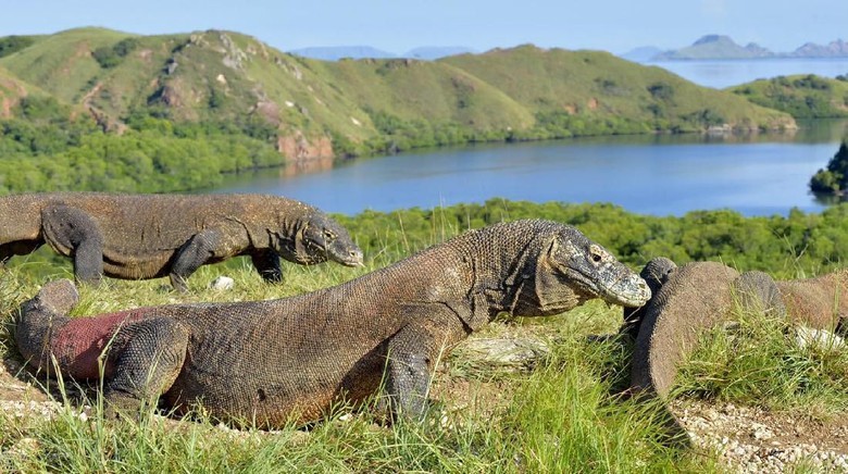 Satwa Komodo yang hampir punah di dunia | Foto: Poros Media