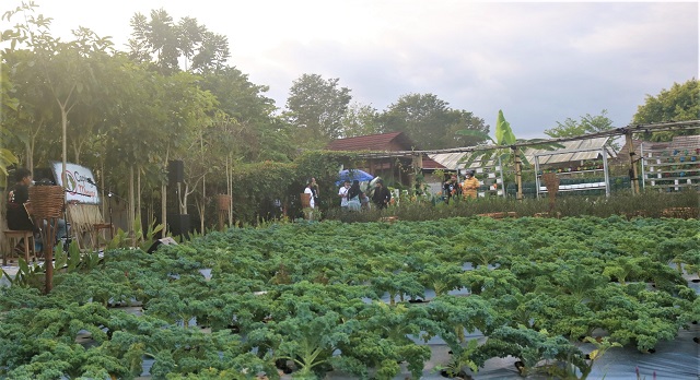 Agroedukasi Caping Merapi | Foto: Impessa.id