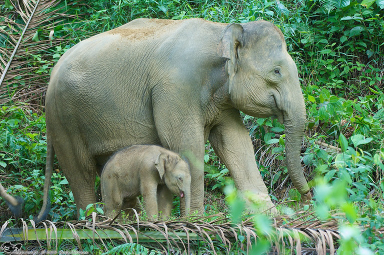 Gajah dan keturunannya di perkebunan kelapa sawit di Kinabatangan. Foto: Rudi Delvaux.