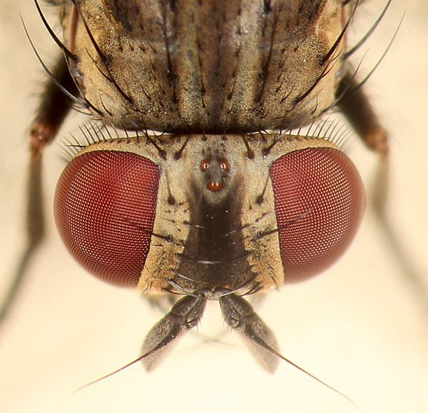  Kepala lalat betina. Sumber: Wikipedia Commons/Sanjay Acharya/i Creative Commons Atribusi-Berbagi Serupa 4.0 Internasional/Free to share 