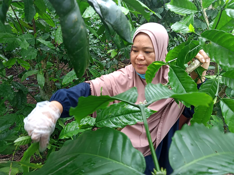 Dewi Herlinda memetik daun kopi utk dijadikan peyek di kebunnya di di Desa Batu Ampar, Kepahiang, Bengkulu. Foto: Ahmad Supardi
