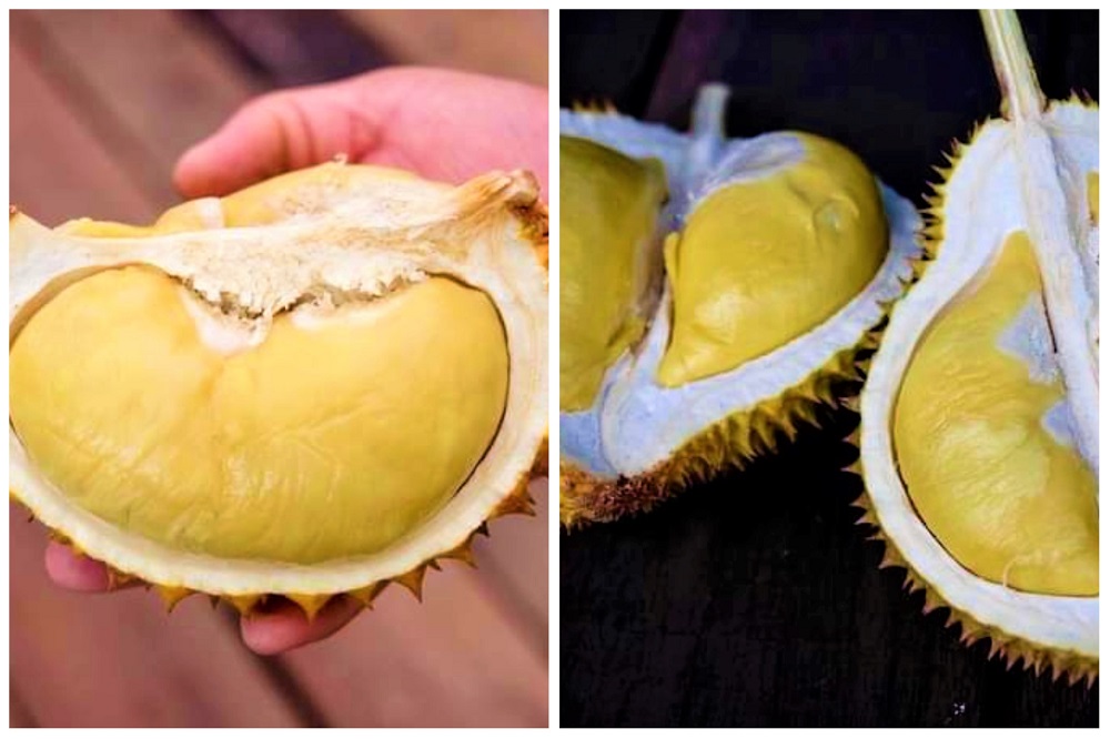  durian jemongko kuning kalimantan barat pontianak