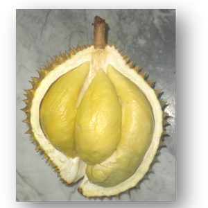 durian balening