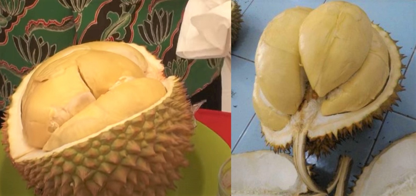 jenis durian terunggul di kalimantan barat