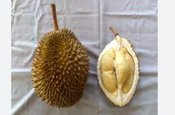 durian slipi