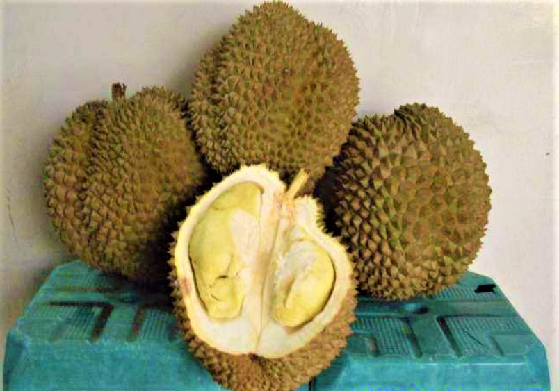 macam jenis durian varietas terbaik di kalbar
