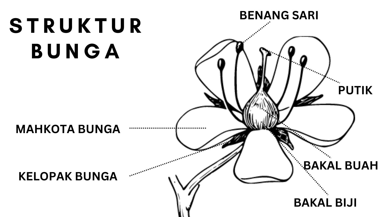 bagian bagian bunga struktur bunga fungsi bunga