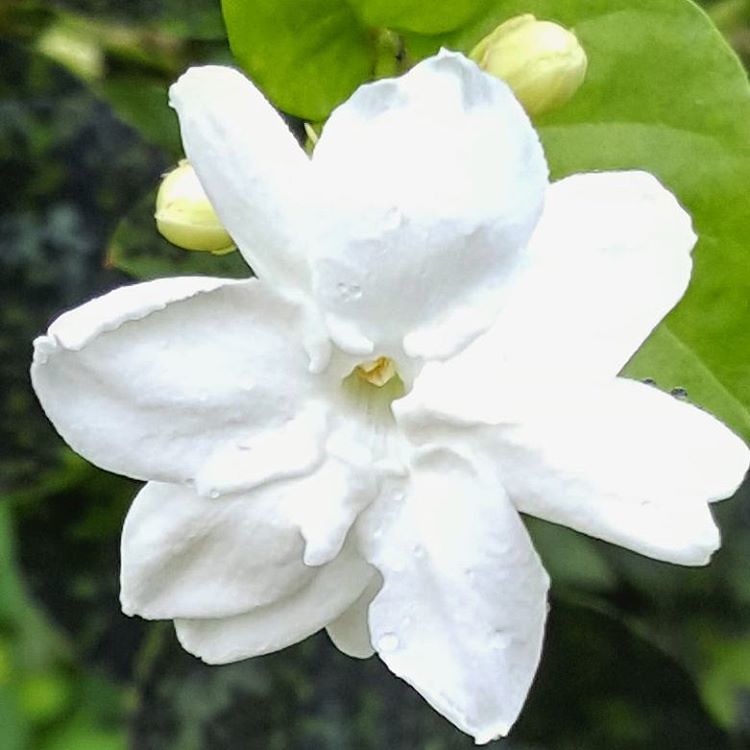 melati putih puspa bangsa - bunga nasional bunga khas indonesia
