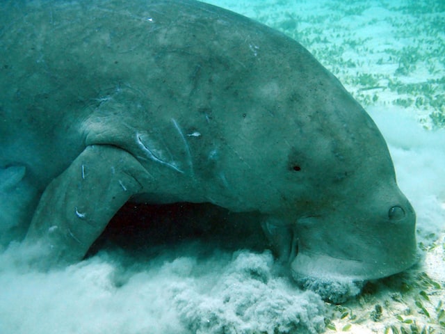 arti ciri habitat cara berkembang biak dan konservasi ikan duyung atau dugong