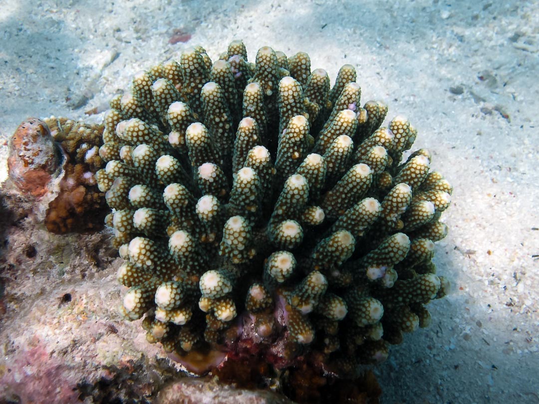 Acropora humilis, 10 Jenis Terumbu Karang Yang Berhabitat Di Perairan Indonesia